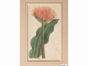 Botanica  - Asta Flora & Fauna. Una collezione di stampe - Associazione Nazionale - Case d'Asta italiane