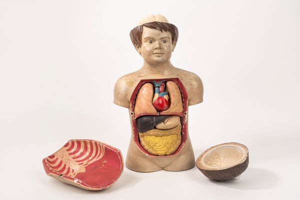 Modello anatomico didattico in papier-mâché, anni '50 del Novecento  - Asta Incanti d'Arte - Associazione Nazionale - Case d'Asta italiane