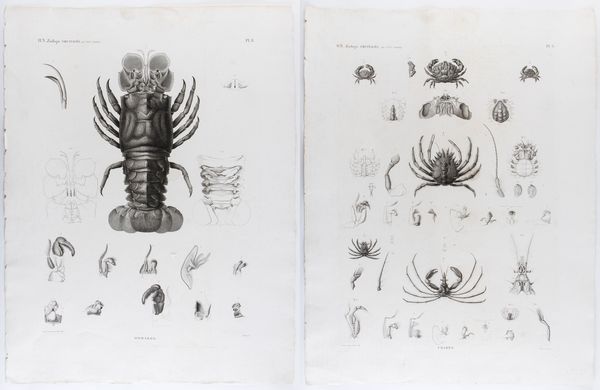 Marie Jules César Savigny : Homards - Crabes  - Asta Smart Auction: arredi, dipinti, sculture, argenti e altro a prezzi vantaggiosi - Associazione Nazionale - Case d'Asta italiane