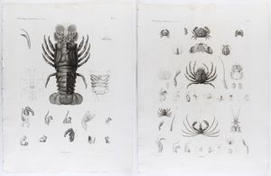 Marie Jules César Savigny - Homards - Crabes