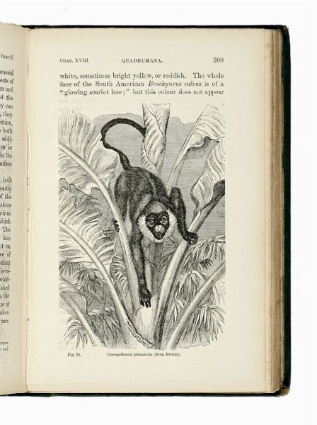 CHARLES DARWIN : The descent of man, and selection in relation to sex [...] In two volumes. Vol. I (-II). With illustrations.  - Asta Libri, autografi e manoscritti - Associazione Nazionale - Case d'Asta italiane