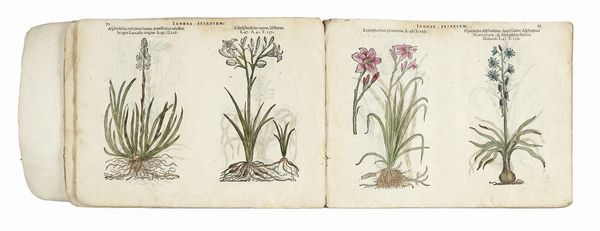 MATTHIAS (DE) L'OBEL : [Icones stirpium, seu plantarum tam exoticarum, quam indigenarum, in gratiam rei herbari studiosorum in duas partes digestae.]  - Asta Libri, autografi e manoscritti - Associazione Nazionale - Case d'Asta italiane