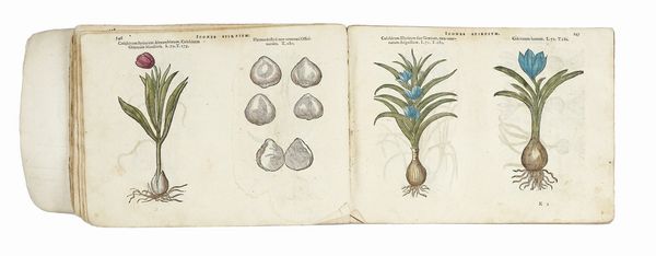 MATTHIAS (DE) L'OBEL : [Icones stirpium, seu plantarum tam exoticarum, quam indigenarum, in gratiam rei herbari studiosorum in duas partes digestae.]  - Asta Libri, autografi e manoscritti - Associazione Nazionale - Case d'Asta italiane