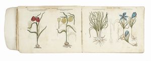 MATTHIAS (DE) L'OBEL : [Icones stirpium, seu plantarum tam exoticarum, quam indigenarum, in gratiam rei herbari studiosorum in duas partes digestae.]  - Asta Libri, autografi e manoscritti - Associazione Nazionale - Case d'Asta italiane