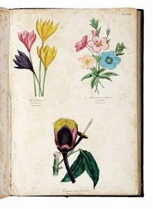 EMMANUEL LE MAOUT : Les trois rgnes de la Nature. Botanique. Organographie et taxonomie. Histoire naturelle des familles vgtales...  - Asta Libri, autografi e manoscritti - Associazione Nazionale - Case d'Asta italiane