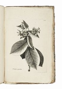 NIKOLAUS JOSEPH VON JACQUIN : Observationum botanicarum [...] Pars I (-IV et ultima).  - Asta Libri, autografi e manoscritti - Associazione Nazionale - Case d'Asta italiane