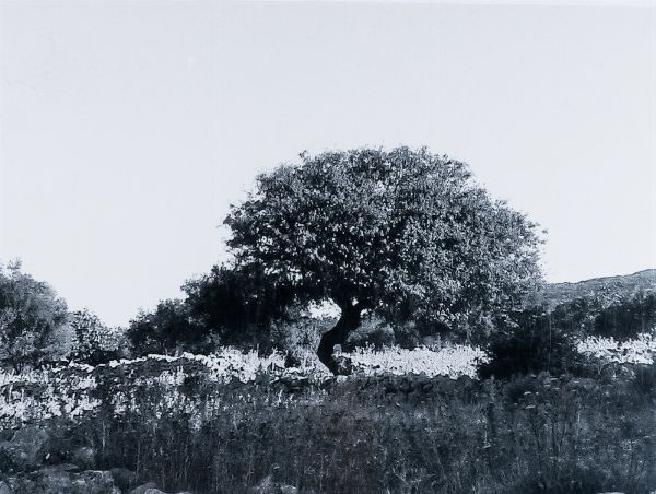 Abbas Gharib : lotto formato da quattro fotografie Trees (Composition)  - Asta Fotografia - Associazione Nazionale - Case d'Asta italiane