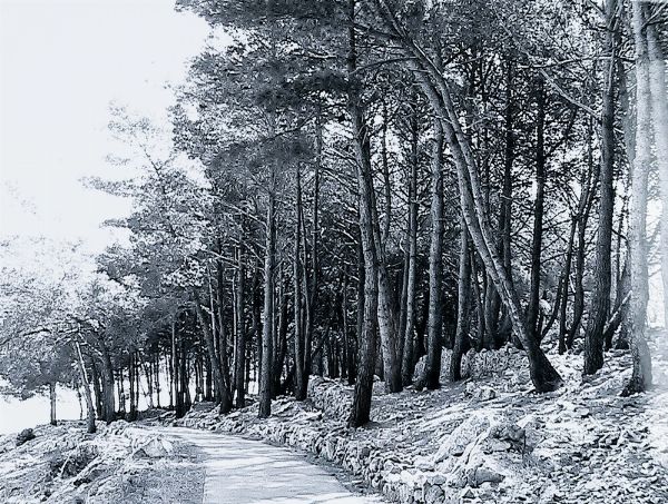 Abbas Gharib : lotto formato da quattro fotografie Trees (Composition)  - Asta Fotografia - Associazione Nazionale - Case d'Asta italiane