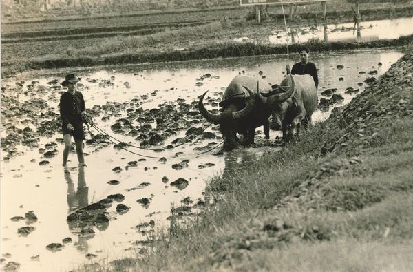 Calogero Cascio : Vietnam (Contadini nel Delta del Mekong)  - Asta Fotografia - Associazione Nazionale - Case d'Asta italiane