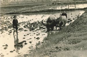 Calogero Cascio - Vietnam (Contadini nel Delta del Mekong)