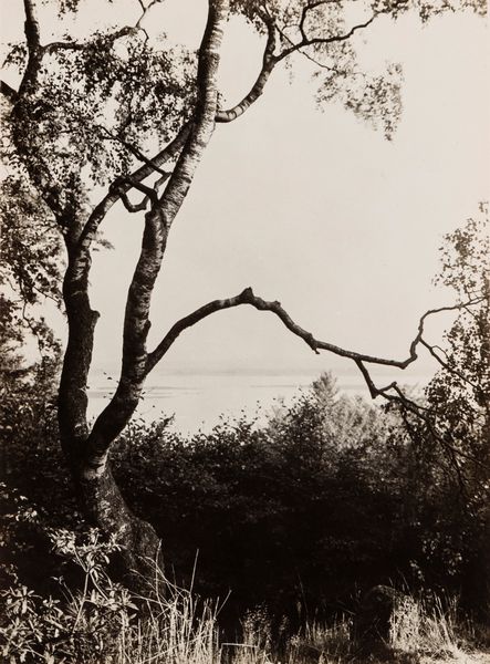 ALBERT RENGER-PATZSCH : Birch Tree in Park, Germany  - Asta Fotografia - Associazione Nazionale - Case d'Asta italiane