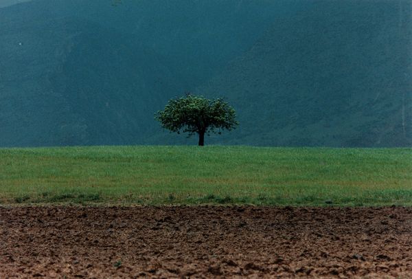 Abbas Kiarostami : Senza titolo  - Asta Fotografia - Associazione Nazionale - Case d'Asta italiane