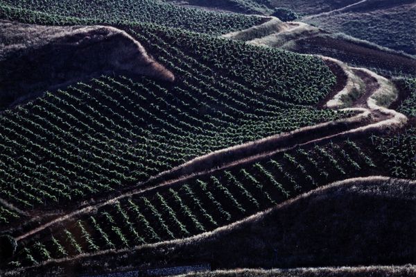 Franco Fontana : Paesaggio  - Asta Fotografia - Associazione Nazionale - Case d'Asta italiane