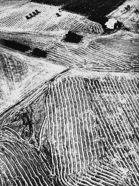 Mario Giacomelli : Presa di coscienza sulla natura  - Asta Fotografia - Associazione Nazionale - Case d'Asta italiane