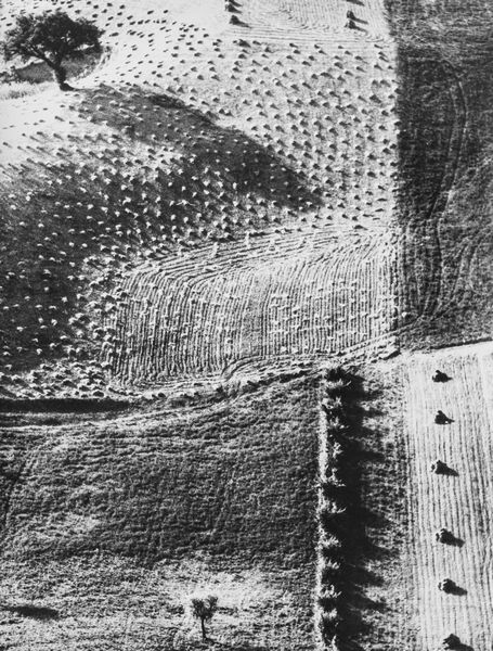 Mario Giacomelli : Presa di coscienza sulla natura  - Asta Fotografia - Associazione Nazionale - Case d'Asta italiane