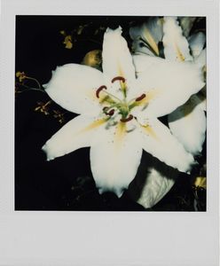 NOBUYOSHI ARAKI : Senza titolo (Bondage e fiori)  - Asta Fotografia - Associazione Nazionale - Case d'Asta italiane