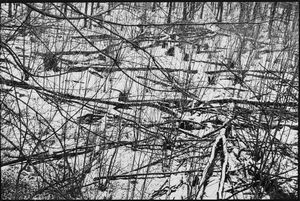 Henri Cartier-Bresson - Near Chambord