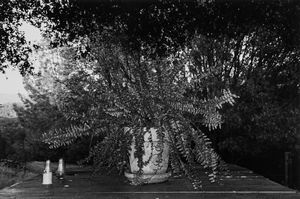 Lee Friedlander - Mariposa, California, dalla serie Flowers and Threes