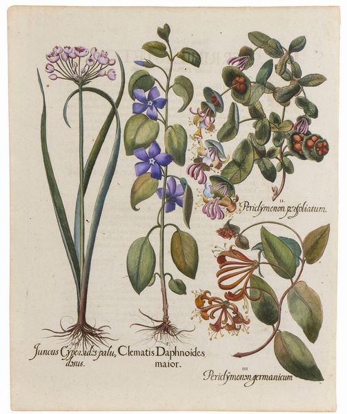 BASILIUS BESLER : Juncus, Clematis, Periclymenum  - Asta Stampe antiche e moderne, disegni e carte geografiche - Associazione Nazionale - Case d'Asta italiane