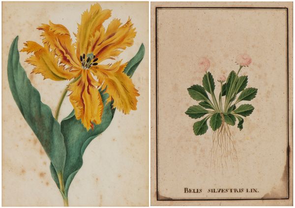 Bellis Silvestris Lin - Tulipano Pappagallo  - Asta Stampe antiche e moderne, disegni e carte geografiche - Associazione Nazionale - Case d'Asta italiane