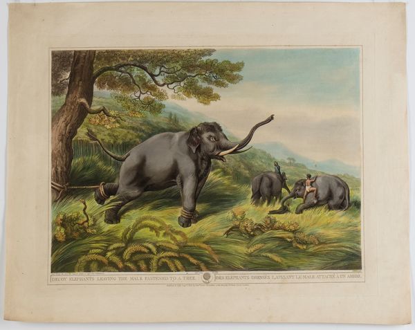 Henri Merke : Decoy Elephants leaving the Male fastened to a Tree  - Asta Stampe antiche e moderne, disegni e carte geografiche - Associazione Nazionale - Case d'Asta italiane