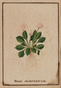 Bellis Silvestris Lin - Tulipano Pappagallo  - Asta Stampe antiche e moderne, disegni e carte geografiche - Associazione Nazionale - Case d'Asta italiane