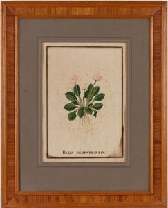 Bellis Silvestris Lin - Tulipano Pappagallo  - Asta Stampe antiche e moderne, disegni e carte geografiche - Associazione Nazionale - Case d'Asta italiane