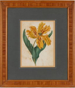 Bellis Silvestris Lin - Tulipano Pappagallo  - Asta Stampe antiche e moderne, disegni e carte geografiche - Associazione Nazionale - Case d'Asta italiane