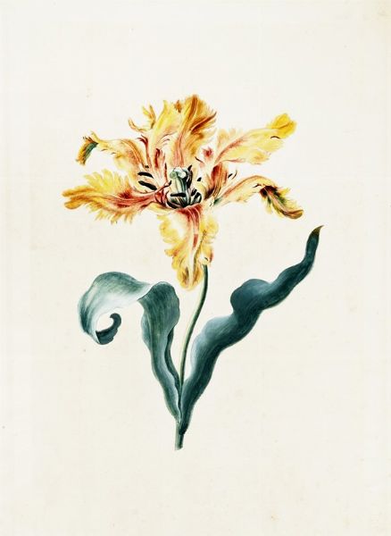 GEORG DIONYSIUS EHRET : Tulipa XIX 'Admirable'.  - Asta Arte Antica, Moderna e Contemporanea [parte I] - Associazione Nazionale - Case d'Asta italiane