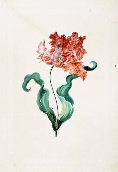 GEORG DIONYSIUS EHRET : Tulipa XIX 'Admirable'.  - Asta Arte Antica, Moderna e Contemporanea [parte I] - Associazione Nazionale - Case d'Asta italiane