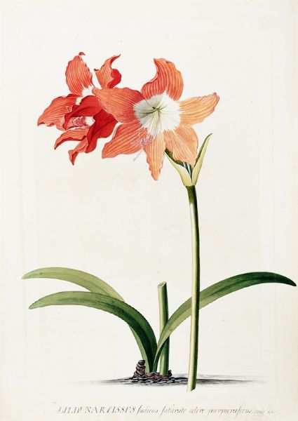 GEORG DIONYSIUS EHRET : Lilio-Narcissus indicus saturato colore purpurascens. Moris. Hist.  - Asta Arte Antica, Moderna e Contemporanea [parte I] - Associazione Nazionale - Case d'Asta italiane