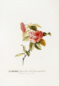 GEORG DIONYSIUS EHRET - Tsabekki, frutex floreroseo, fructu pyriformi tricocco. Kempfor. amoen. exet. p. 850.