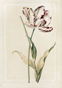 GEORG DIONYSIUS EHRET - Tulipa 'La Christophine'.