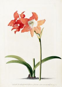 GEORG DIONYSIUS EHRET - Lilio-Narcissus indicus saturato colore purpurascens. Moris. Hist.