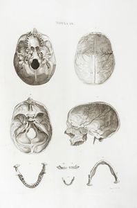 LEOPOLDO MARCO ANTONIO CALDANI : Cinquantasette tavole da Icones anatomicae quotquot sunt celebriores ex optimis neotericorum operibus summa diligentia depromptae et collectae...  - Asta Arte Antica, Moderna e Contemporanea [parte I] - Associazione Nazionale - Case d'Asta italiane