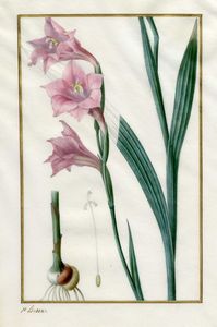 PANCRACE BESSA - Study of Amaryllis.