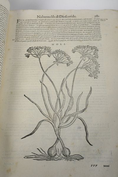 Mattioli Andrea I discorsi...nelli VI libri di Pedacio Dioscoride Anazarbeo, nella materia medicinale... parti I e II... In Venezia, Appresso Bartolomeo degli Alberti, 1604  - Asta Libri Antichi - Associazione Nazionale - Case d'Asta italiane