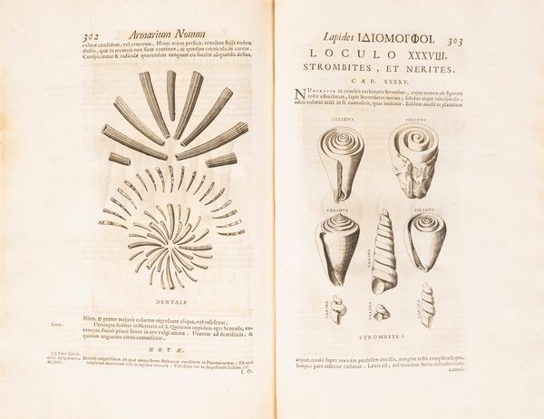 Mercati, Michele : Metallotheca Opus Posthumum  - Asta Libri, Autografi e Stampe - Associazione Nazionale - Case d'Asta italiane