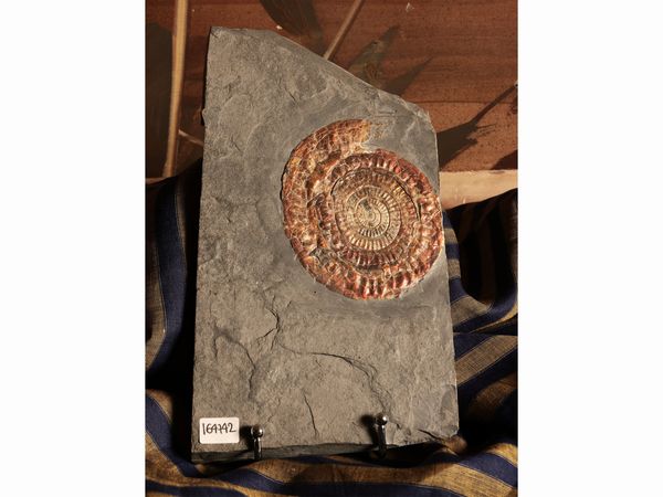 Ammonite fossile Psiloceras  - Asta La Casa del Maestro Pietro Annigoni e di Rosa Segreto - Associazione Nazionale - Case d'Asta italiane