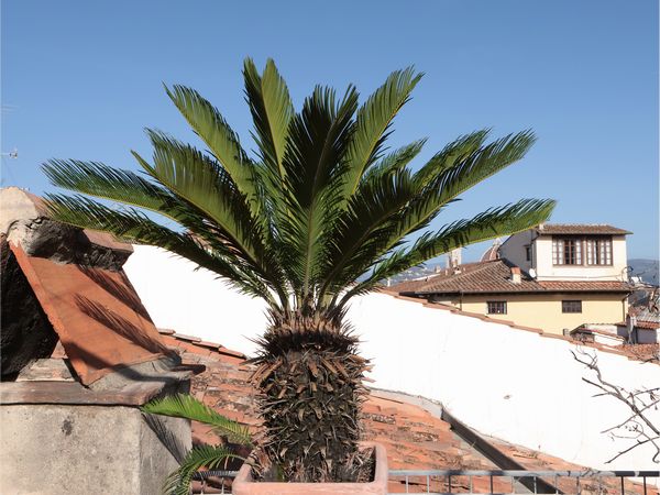 Pianta di Cycas  - Asta La Casa del Maestro Pietro Annigoni e di Rosa Segreto - Associazione Nazionale - Case d'Asta italiane