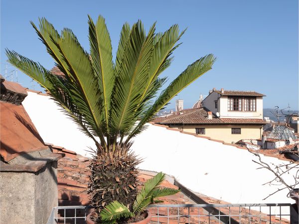 Pianta di Cycas  - Asta La Casa del Maestro Pietro Annigoni e di Rosa Segreto - Associazione Nazionale - Case d'Asta italiane