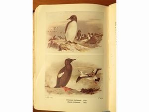 Thomas Alfred Coward : The birds of the British Isles and their eggs  - Asta La Casa del Maestro Pietro Annigoni e di Rosa Segreto - Associazione Nazionale - Case d'Asta italiane