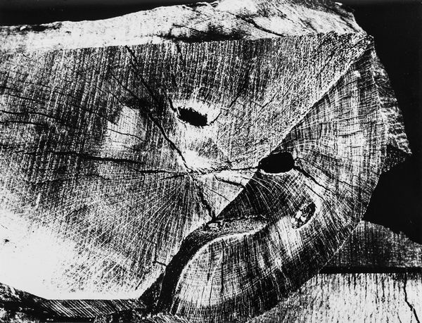 Mario Giacomelli : Nella sezione dell'albero  - Asta Fotografia: Under 1K - Associazione Nazionale - Case d'Asta italiane