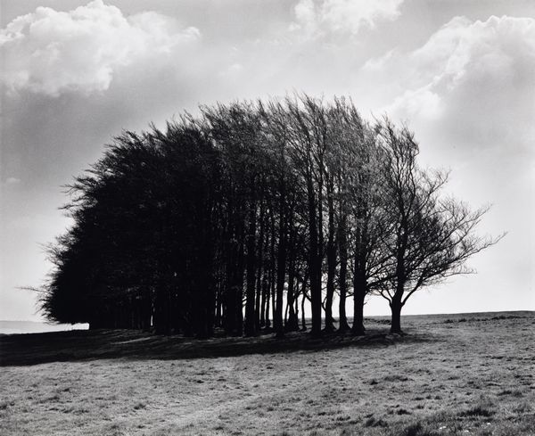 Fay Godwin : Barbery Castle Clump, Spring  - Asta Fotografia: Under 1K - Associazione Nazionale - Case d'Asta italiane