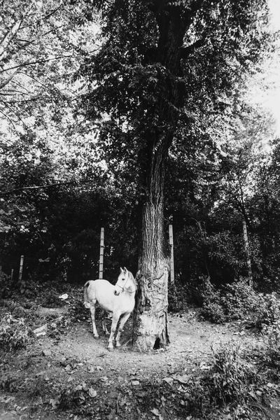 George Tatge : Testaccio Unicorn  - Asta Fotografia: Under 1K - Associazione Nazionale - Case d'Asta italiane