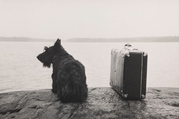 Kristoffer Albrecht : Dog with suitcase  - Asta Fotografia: Under 1K - Associazione Nazionale - Case d'Asta italiane