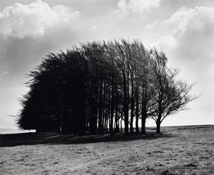 Fay Godwin - Barbery Castle Clump, Spring