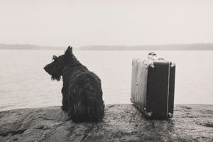 Kristoffer Albrecht - Dog with suitcase