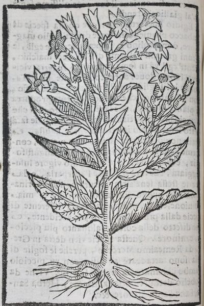 Stella, Benedetto: IL TABACCO. OPERA DI D. BENEDETTO STELLA DA CIUITA CASTELLANA M.D.S.B. NELLA QUALE SI TRATTA DELL'ORIGINE, HISTORIA, COLTURA, PREPARATIONE, QUALITÀ, NATURA, VIRTÙ & VSO IN FUMO, IN POLVERE, IN FOGLIA, IN LAMBITIUO, ET IN MEDICINA DELLA PIANTA VOLGARMENTE DETTA TABACCO … TRATTATO NATURALE, MEDICO, MORALE, E CURIOSO. Roma, 1669, per Filippo Maria Mancini.  - Asta Libri Rari & Manoscritti del XVI Secolo - Associazione Nazionale - Case d'Asta italiane