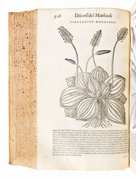 [Erbario] Mattioli, Pietro Andrea : I discorsi di m. Pietro Andrea Matthioli ... nelli sei libri di Pedacio Discoride Anazarbeo della materia medicinale... In Venetia, appresso Vincenzo Valgrisi, 1568  - Asta Libri Rari & Manoscritti del XVI Secolo - Associazione Nazionale - Case d'Asta italiane